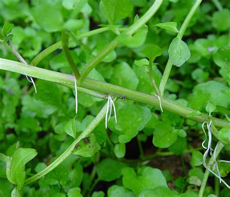 Watercress Facts Health Benefits And Nutritional Value