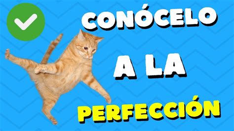 Explicación de las SEÑALES y POSTURAS de los gatos lenguaje corporal