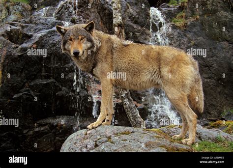 Grey Wolf Standing On Rocks Hi Res Stock Photography And Images Alamy