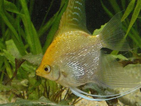 Types of Angelfish: The Many Freshwater Angelfish Varieties