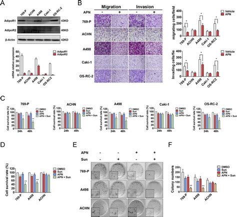 Apn Inhibits Migration Invasion And Sensitizes Rcc Cells To