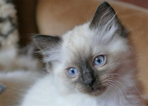 Ragdoll Karakter Opvoeding Gezondheid De Nieuwe Kat