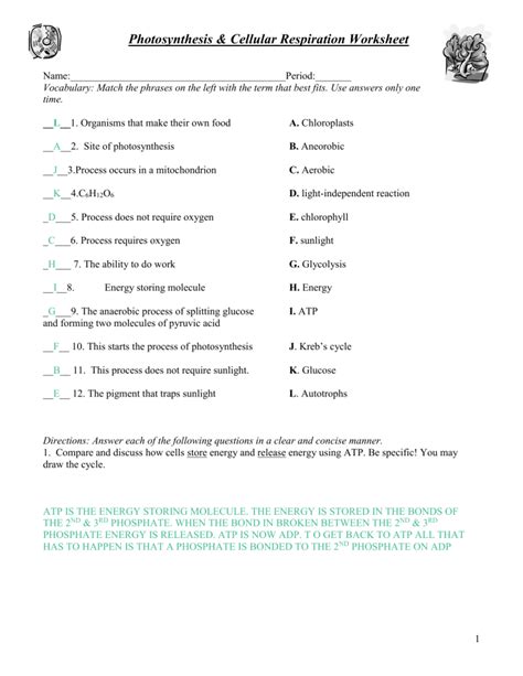 Key Photosynthesis Respiration Review Worksheet