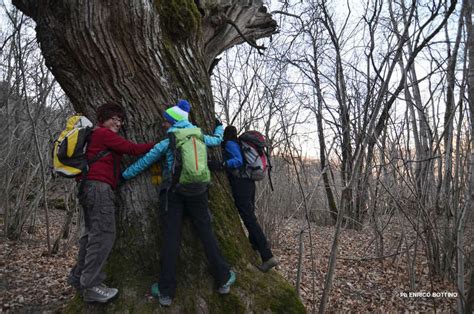 La Gestione Del Patrimonio Forestale Parco Regionale Naturale Dell Antola