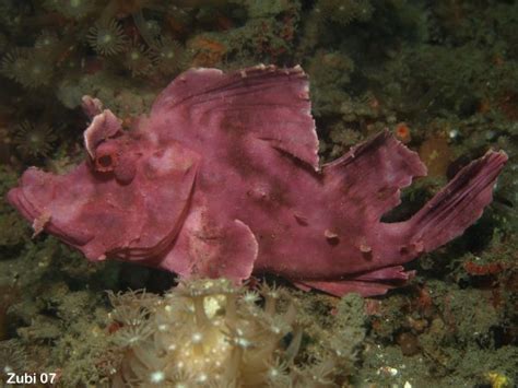 Frogfish / Anglerfish (Antennariidae): Characteristics - Frogfish Terms ...