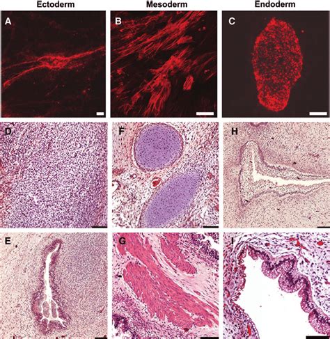 Oct4 Expressing HESCs Isolated By FRET Based FACS Demonstrate