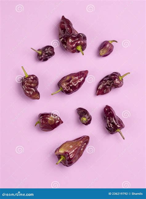 Purple Habanero Chili Peppers Isolated On Purple Background Stock Photo