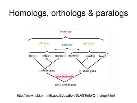 Ppt Homology And Homologs Powerpoint Presentation Free Download Id 3578891