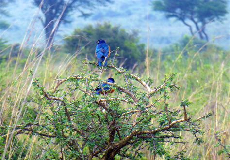 Safari in Kenya - Wildlife Adventures - Kenyan Moments