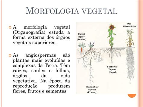 PPT Morfologia E Anatomia Raiz Caule E Folha PowerPoint