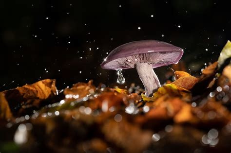 Images de Champignons Nuit Téléchargement gratuit sur Freepik