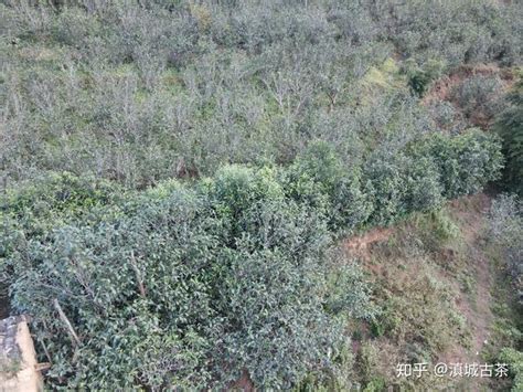 藏在云南深山里的百年古树茶（水城老寨）图 知乎