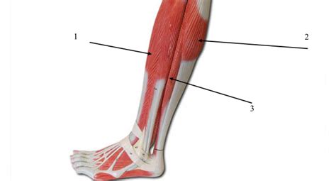 SUPERFICIAL MUSCLES OF THE LEFT LOWER LEG LATERAL VIEW Diagram Quizlet