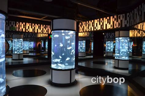 10 BEST Attractions at Monterey Bay Aquarium - CityBOP