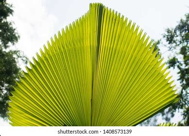 77 Anahaw palm leaves Images, Stock Photos & Vectors | Shutterstock