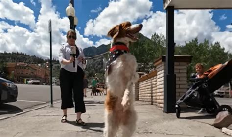 Video Meet Dexter The Dog That Walks Like A Human My Daily Smile