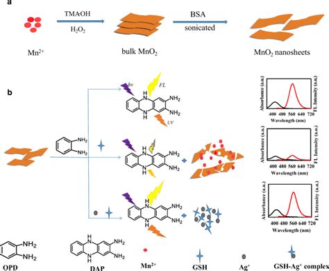 Schematic Presentation Of The Synthesis Of Mno2 Nanosheets A And The