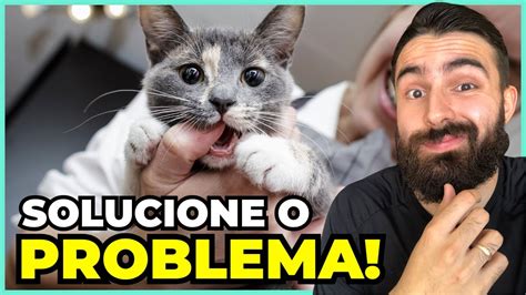 Como Fazer Um Gato Parar De Atacar As Visitas Youtube