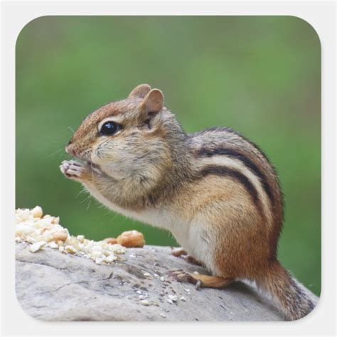 Chipmunk eating nuts square sticker | Zazzle.com