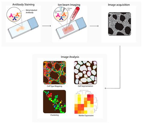 Multiplex Tissue Imaging Encyclopedia MDPI