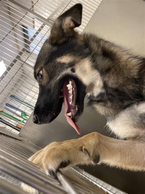 Pet Fbi Report Id 595942 For A Found Dog Pets Found By