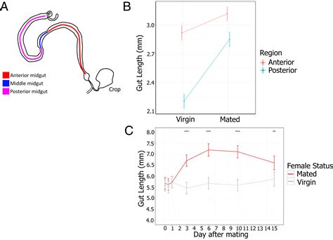 Drosophila Melanogaster Sex Peptide Regulates Mated Female Midgut Morphology And Physiology Pnas