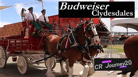 Budweiser Clydesdales Wagon