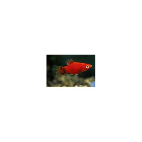 PLATY ROJO MICKEY MOUSE XIPHOPHORUS MACULATUS Urban Natura