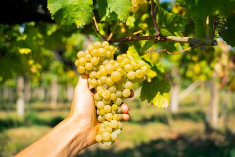 I Migliori Pinot Bianco Dell Alto Adige E Del Friuli Venezia Giulia