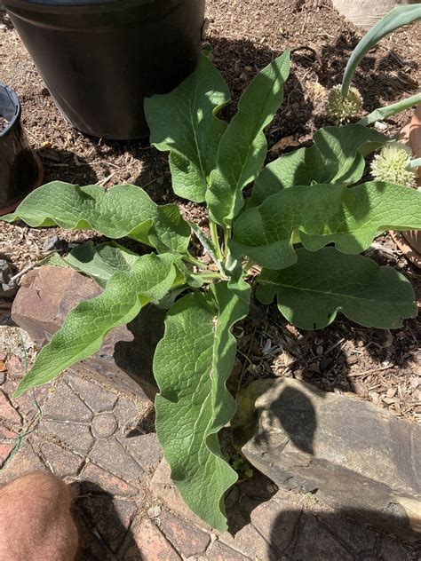 Common Comfrey From Scenic Ave Red Head NSW AU On October 14 2023