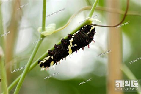 Black and white caterpillar of a butterfly climbing on a plant, Stock ...