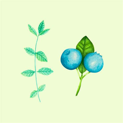 Watercolor Botanical Illustrations Behance