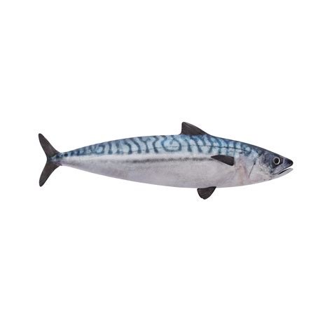 3d MACKEREL FISH 18876074 PNG