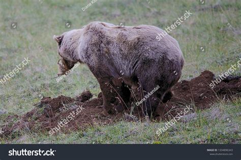 Arctic Grizzly Bear