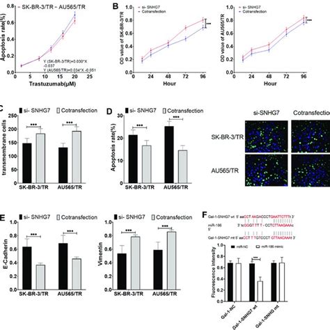 MiR 186 Inhibited SNHG7 To Promote Trastuzumab Resistance In BC Cells