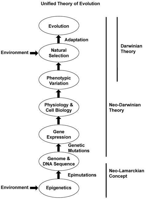 JDB Free Full Text Environmentally Induced Epigenetic