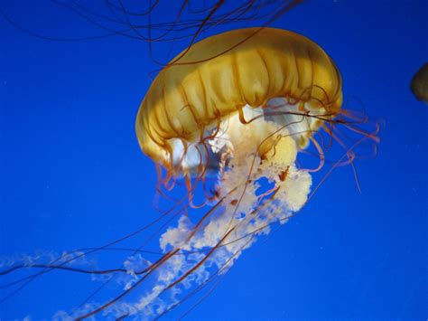 Fotos gratis agua flor biología Medusa azul invertebrado