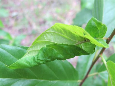 Free photo: Curled Leaf - Curled, Green, Leaf - Free Download - Jooinn