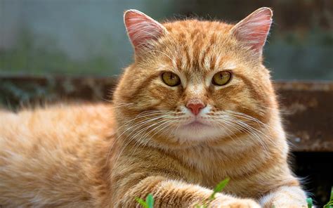 Orange American Bobtail Cat