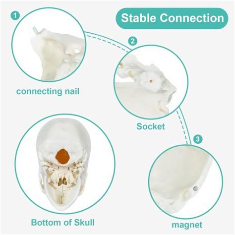 Disarticulated Human Exploded Skull Model Life Siz Parts Kico