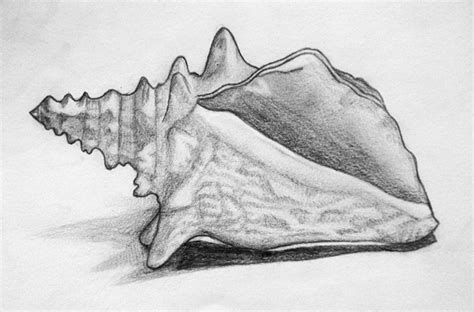 Conch Sketch At PaintingValley Explore Collection Of Conch Sketch