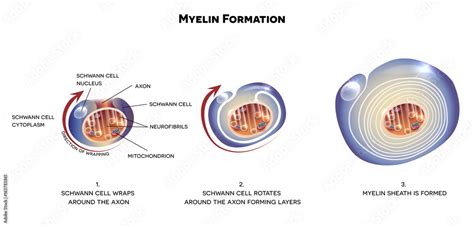 Myelin Sheath Of The Neuron A Schwann Cell Envelops And Rotates Around