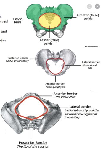 PELVIS AND PERINEUM Flashcards | Quizlet