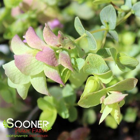 Kent Beauty Ornamental Oregano | Sooner Plant Farm