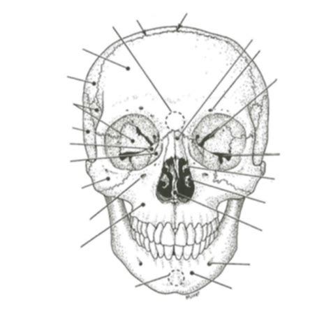 Facial And Cranial Bones 1 Diagram Quizlet