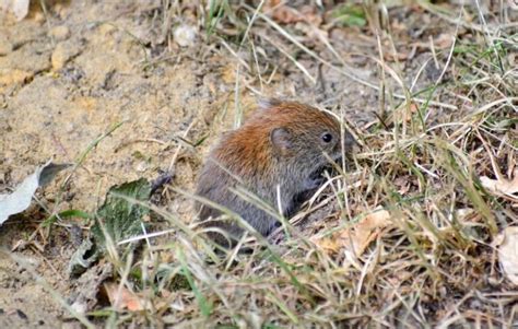 Voles Vs Moles How Are They Different