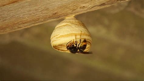 Asian Hornet Sightings Confirmed In Liskeard And Hull Bbc News