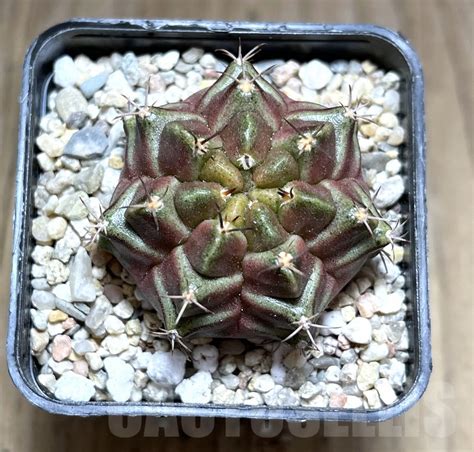 Shpr Gymnocalycium Mihanovichii Purple Nebula