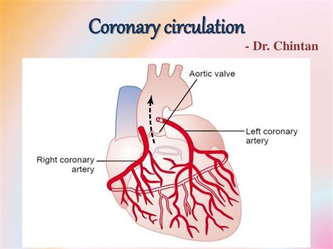 Coronary circulation