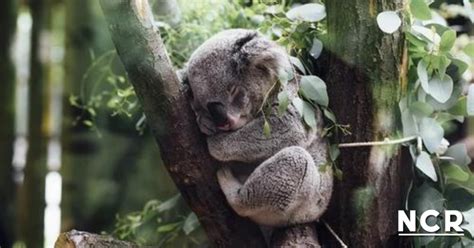 Australia Declara A Los Koalas Como Especies En Peligro De Extinci N